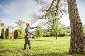 Best Tree Disease Treatment  in Warrington, FL