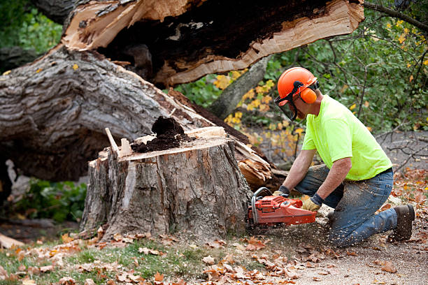 Best Tree Risk Assessment  in Warrington, FL