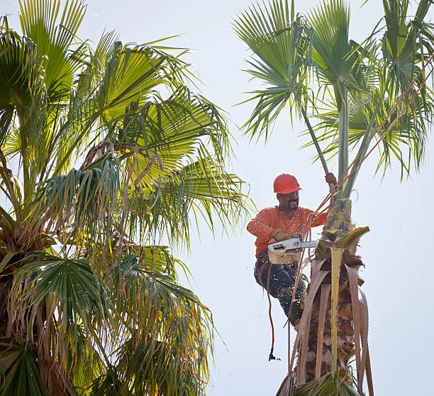 Best Storm Damage Tree Cleanup  in Warrington, FL