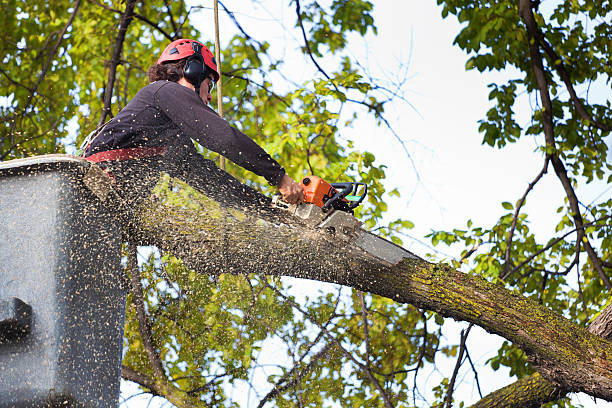 Professional Tree Services in Warrington, FL